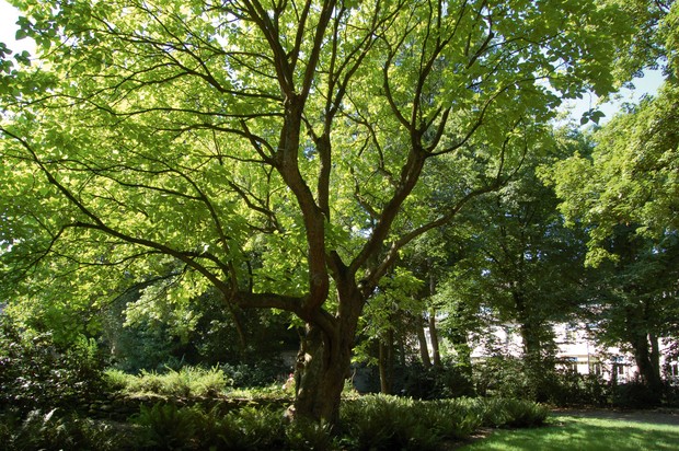 Ein Baum mit vollem grünen Blattkleid im Sommer